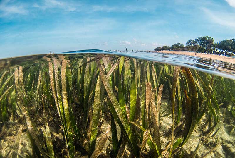 Seagrass underwater, beach visible above water