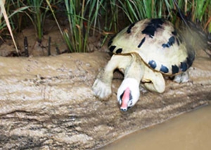 A painted terrapin on a muddy log, showing the bright red stripe between its eyes.