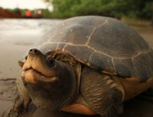 Painting a new future for a Critically Endangered terrapin