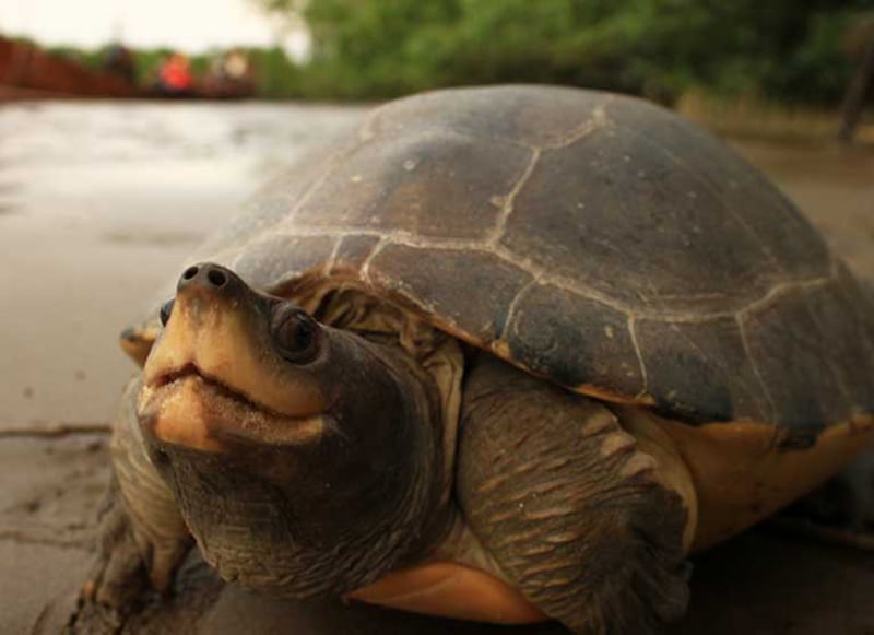 A happy-looking painted terrapin in non-breeding colours (brown) sitting on a river bank close to the camera with its pointed nose upwards. It looks like it is smiling.