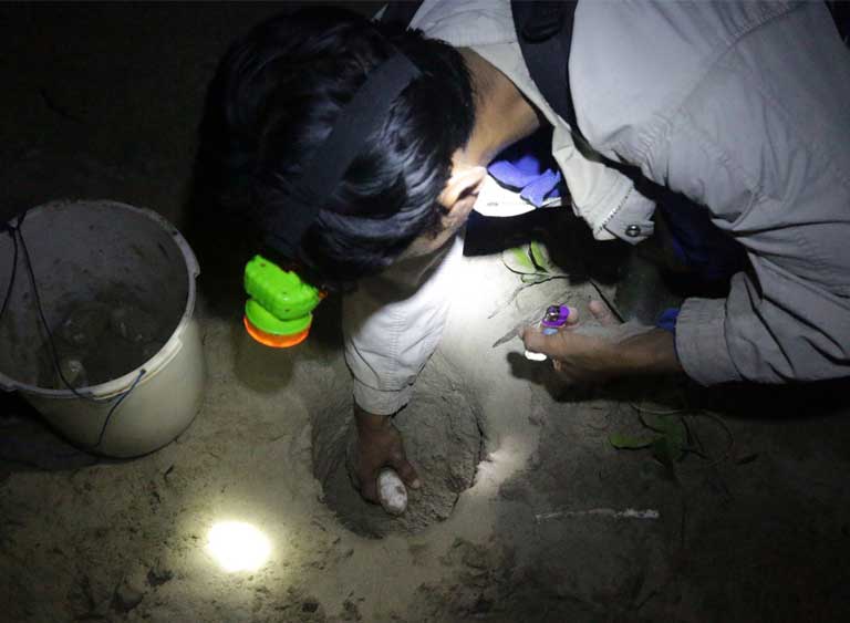 Nighttime photograph of someone wearing a head torch reaching into an excavated hole to pull out a small white egg.