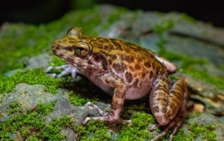 Frog on moss