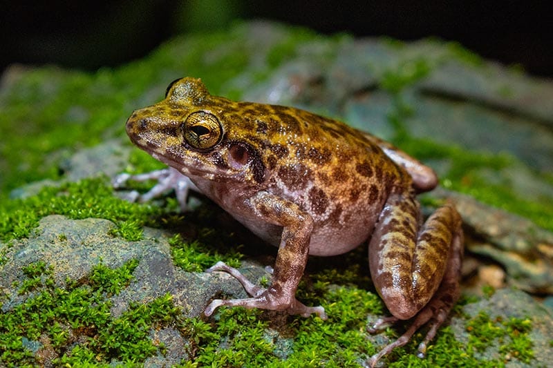 A round frog with a tortoiseshell pattern and big gold eyes sits on a moss-covered rock.