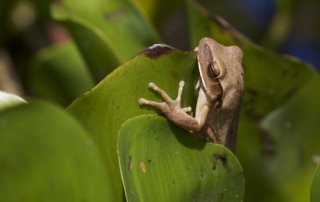 Image of Frog in Pantanal