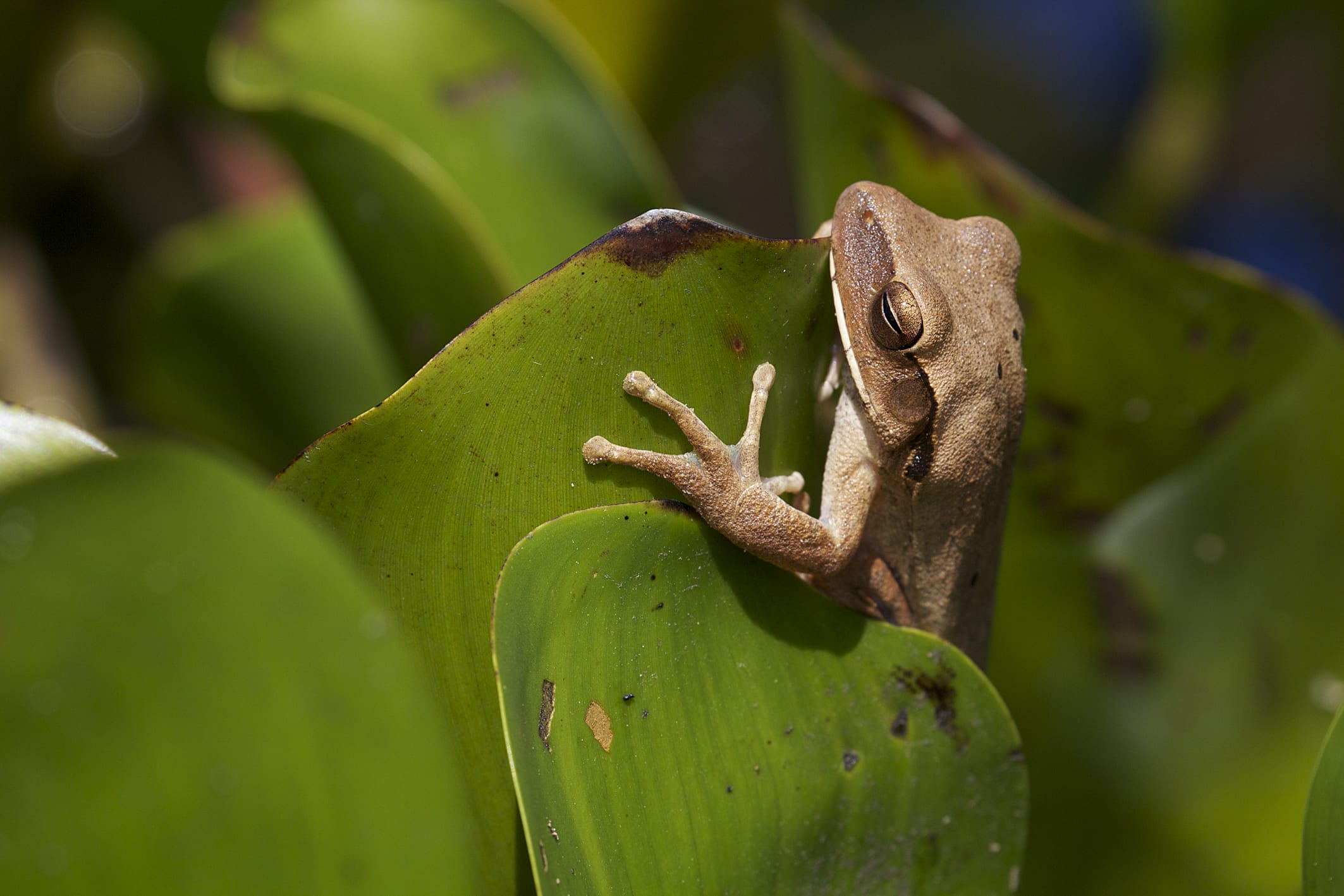 Image of Frog in Pantanal