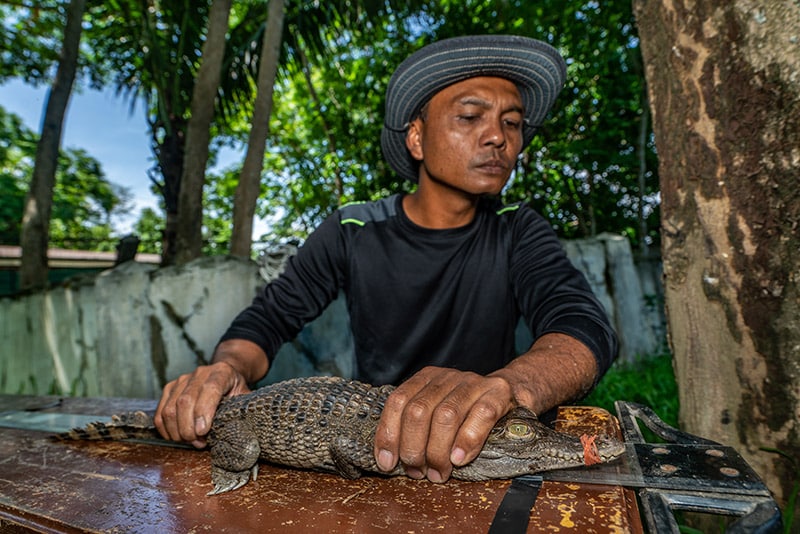 A man holds a small crocodile safely on a table.