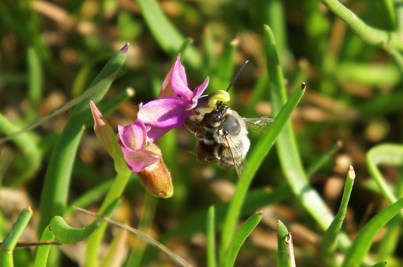 A furry brown bee is faux-copulating with the furry brown petal of an orchid with otherwise pink petals (there is another flower next to it where we can see the brown furry petal properly but it does not look very bee like...)