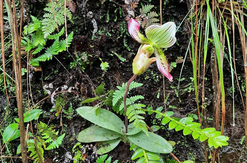 An orchid with green and pink petals in a mossy rocky habitat