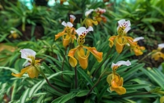 Yellow orchids