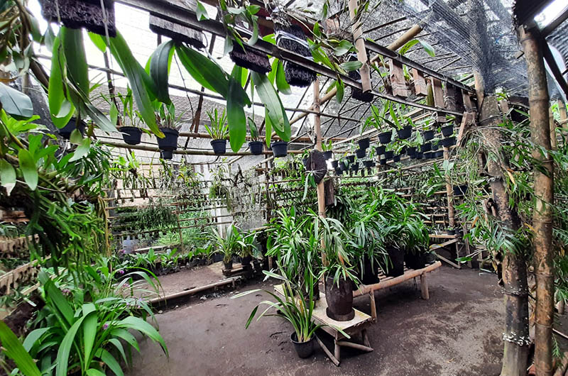 A shade house filled with orchids