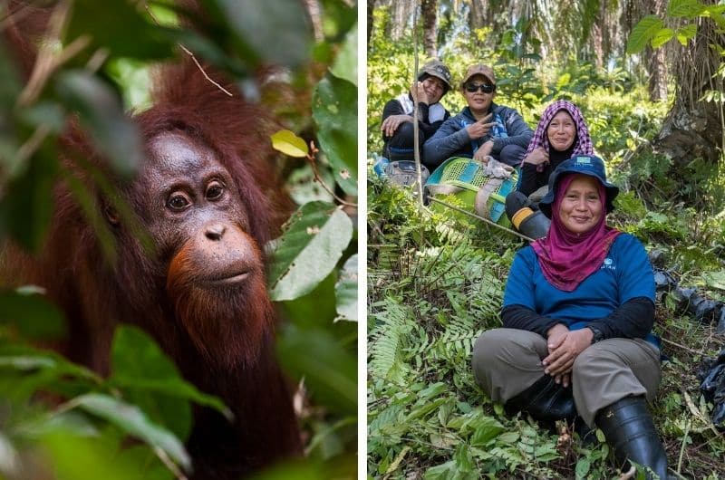 On the left is an orangutan image, on the right is four women sitting in a forest 
