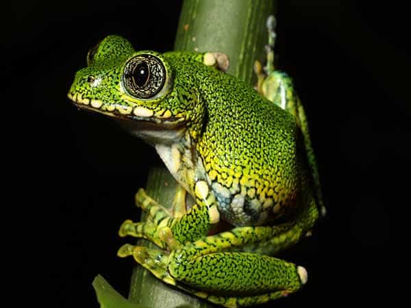 A bright green frog with large eyes