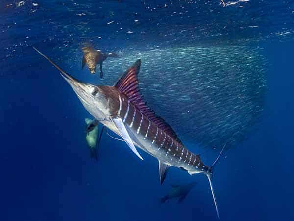 large swordfish in the ocean