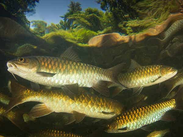 a group of freshwater fish underwater