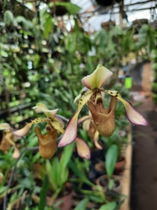 An orchid in a greenhouse