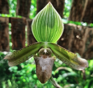 An orchid with one large green petal with long dark stripes going upwards and two thinner green petals growing outwards with little dark spots. Underneath the centre of the flower is a brown receptacle-shaped petal or 'slipper'.