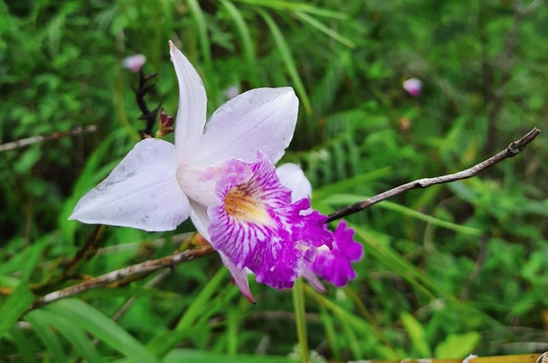 A striking orchid with white and pink petals in a green setting