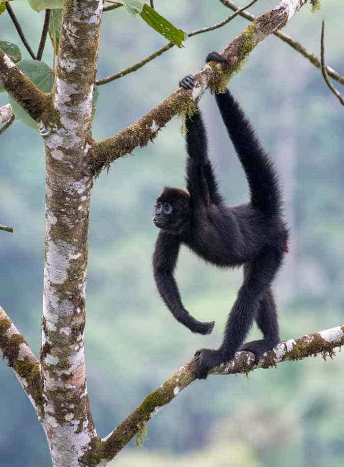 A spider monkey in a tree