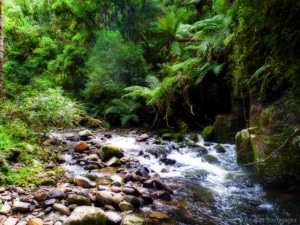 An image of the Atlantic Forest in Brazil credit Douglas Scortegagna