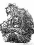 black and white image of parent orangutan hugging its child
