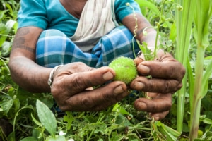 Indigenous Adivasi woman collecting fruit