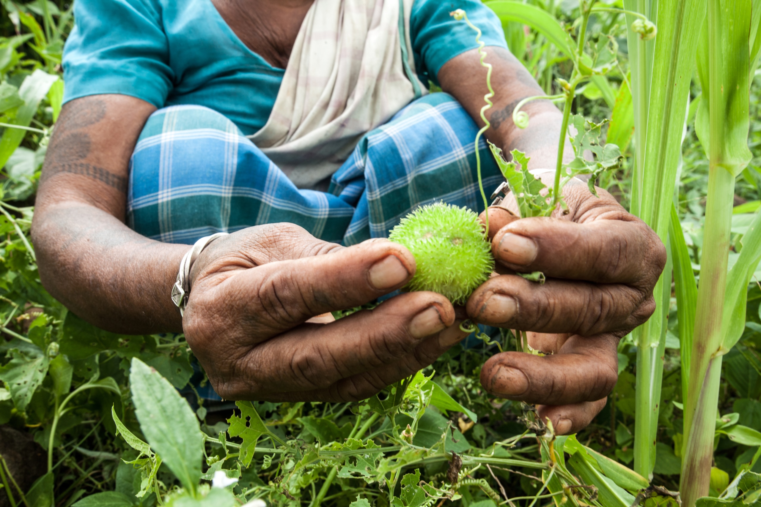 Indigenous Adivasi woman collecting fruit