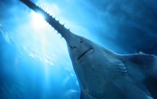 Underneath a sawfish