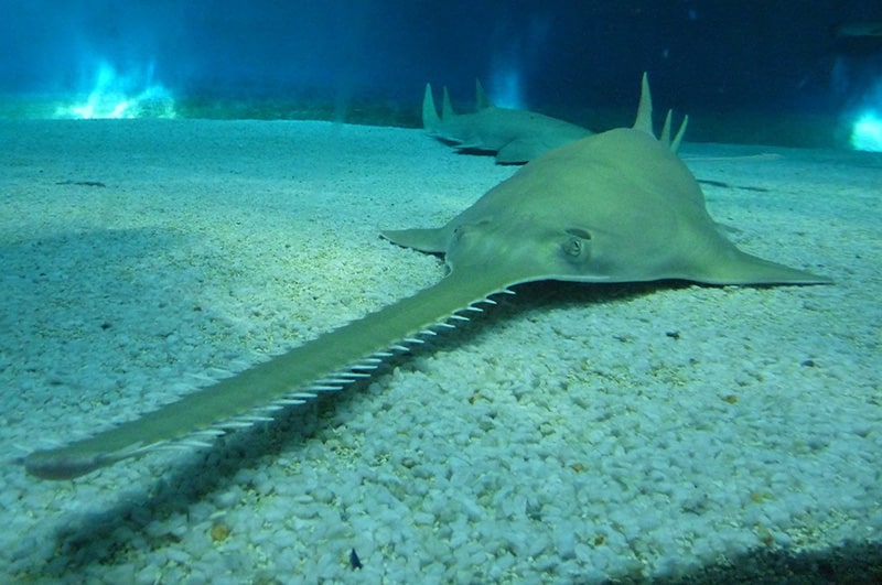 Sawfish