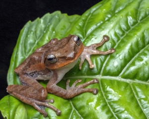 Image of frog on a leaf