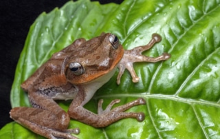 Image of frog on a leaf