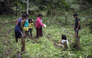 Image Guarani family engaged in agroforestry