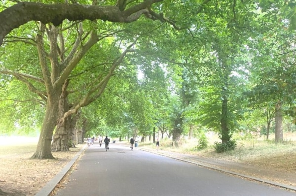 Image of Victoria Park with trees