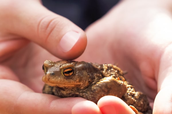 Child holding a frog