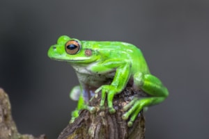 Image of a tree frog