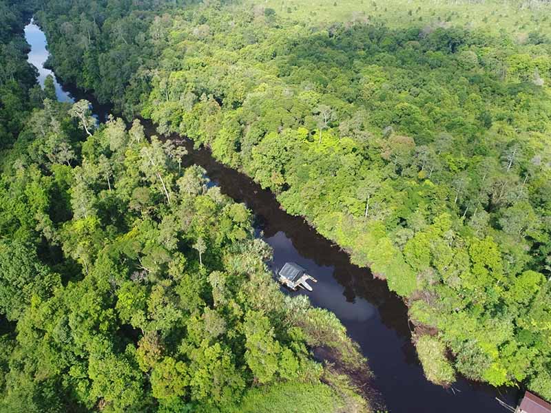 Photo of a river winding through a peat swamp