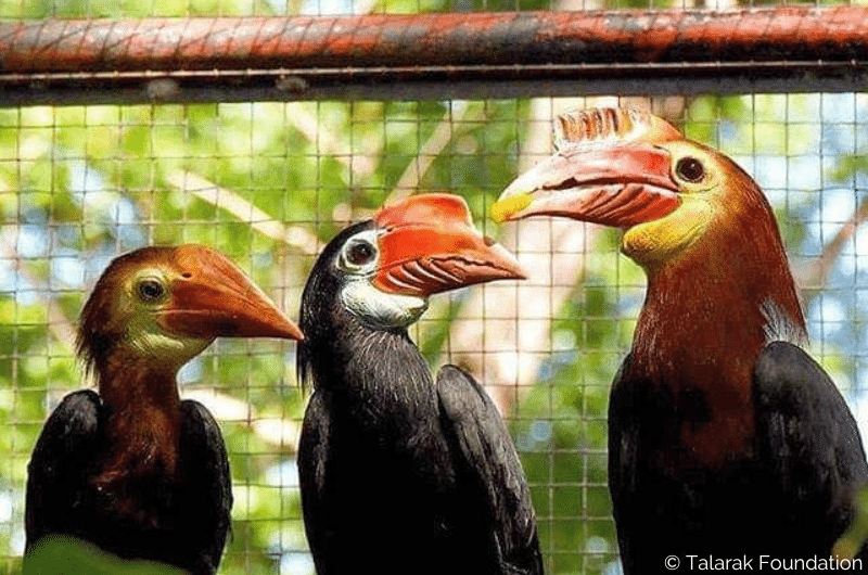 Three hornbills with red bills in an enclosure