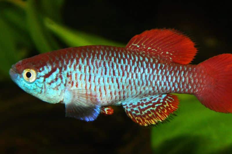 Attenborough's killifish with blue and red colouring