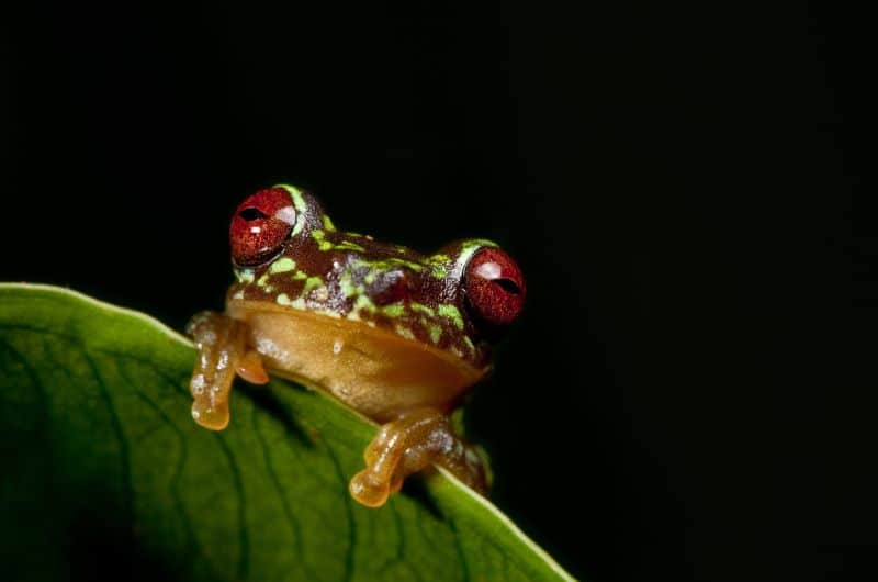 A copan brook frog on a leaf