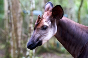 An okapi