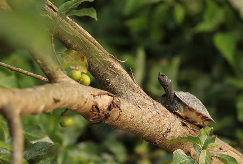 a painted terrrapin on a branch