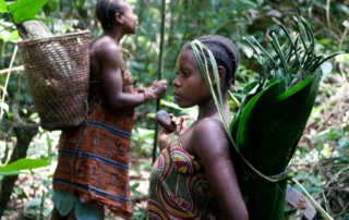 Two Indigenous women collecting non-timber forest products