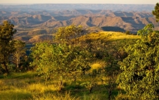 Brazilian Cerrado Savanna