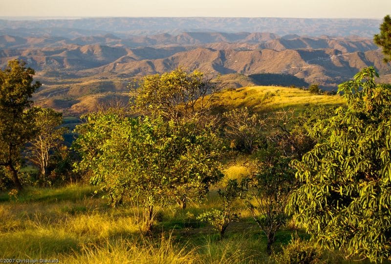 Brazilian Cerrado Savanna