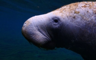 A dugong