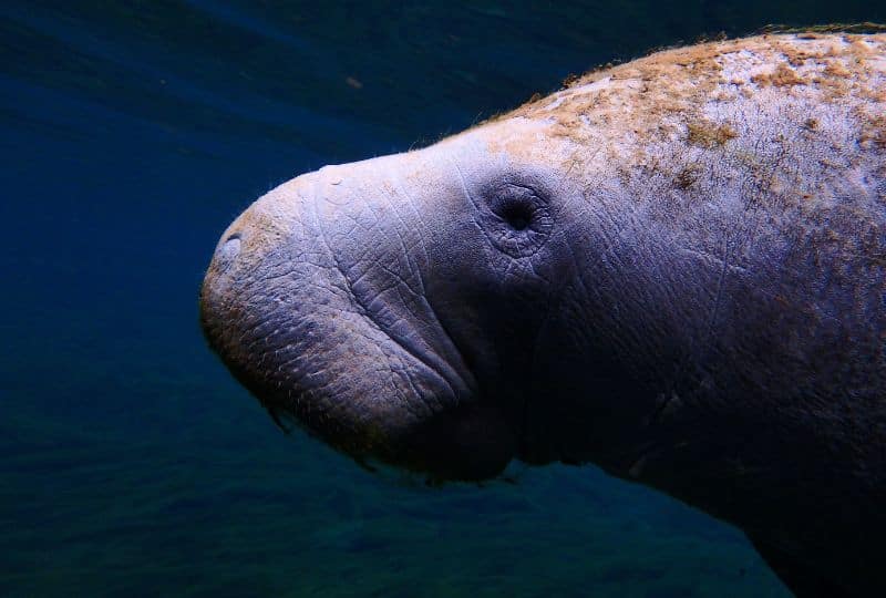 A dugong