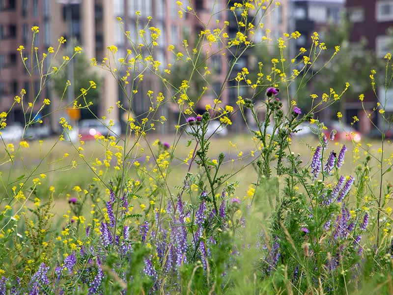 Wildflowers in an urban environment