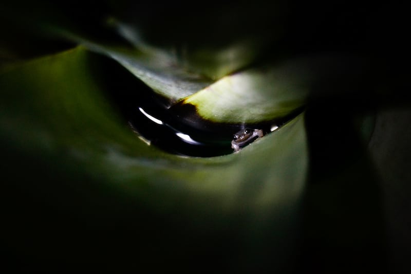 A dark image with bromeliad leaves lit by a torch to reveal a tiny grey frog