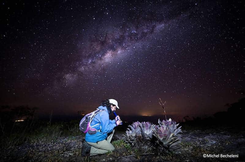 A woman kneeling underneath a starry sky examining bromeliad plants with a torch.