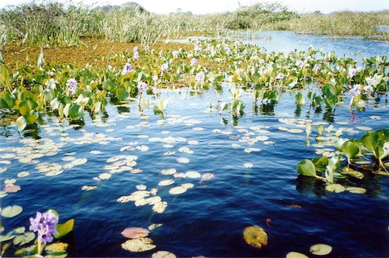 A river or lake covered in aquatic plant life.