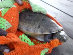 A pig-nosed turtle being held in a little blanket.